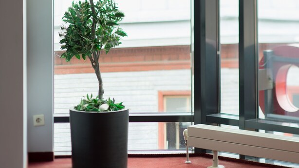 Un árbol en maceta en un rincón de una habitación con alfombra roja, ventanas amplias y un radiador.