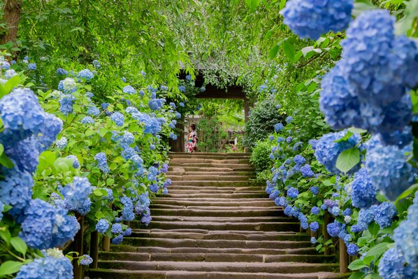 A stone staircase surrounded by lush greenery and blue hydrangea flowers.