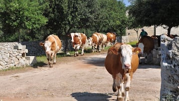 Un chemin de terre où l’on voit des vaches qui se promènent.