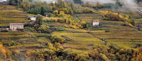 Viñedos en terrazas con edificaciones integradas en el paisaje.