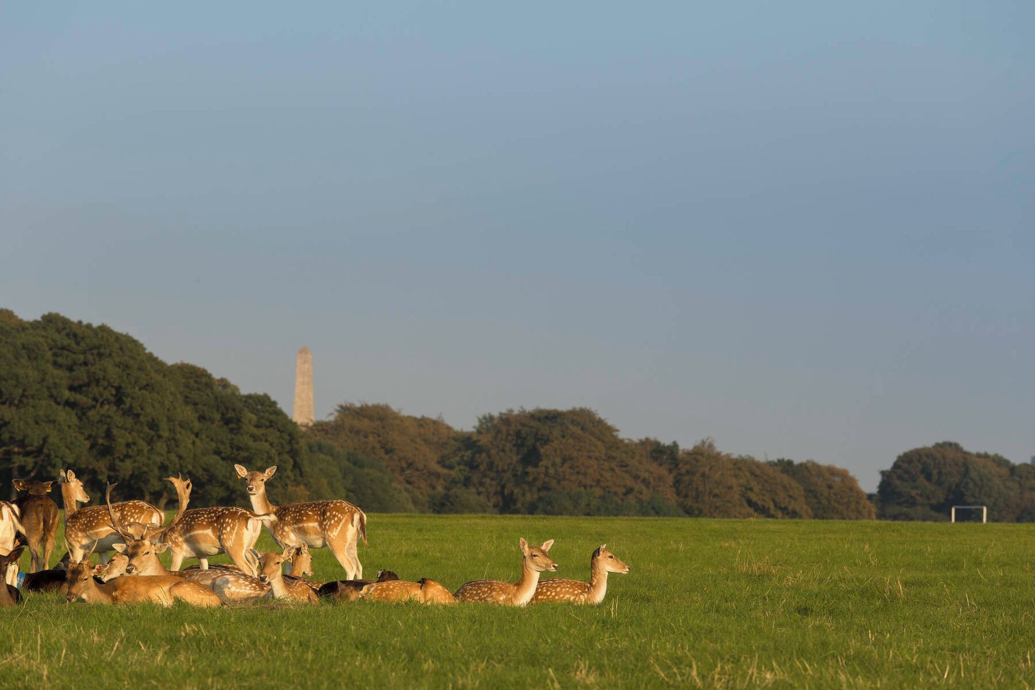 Un champ où l’on peut apercevoir des cerfs et, au loin, un monument.