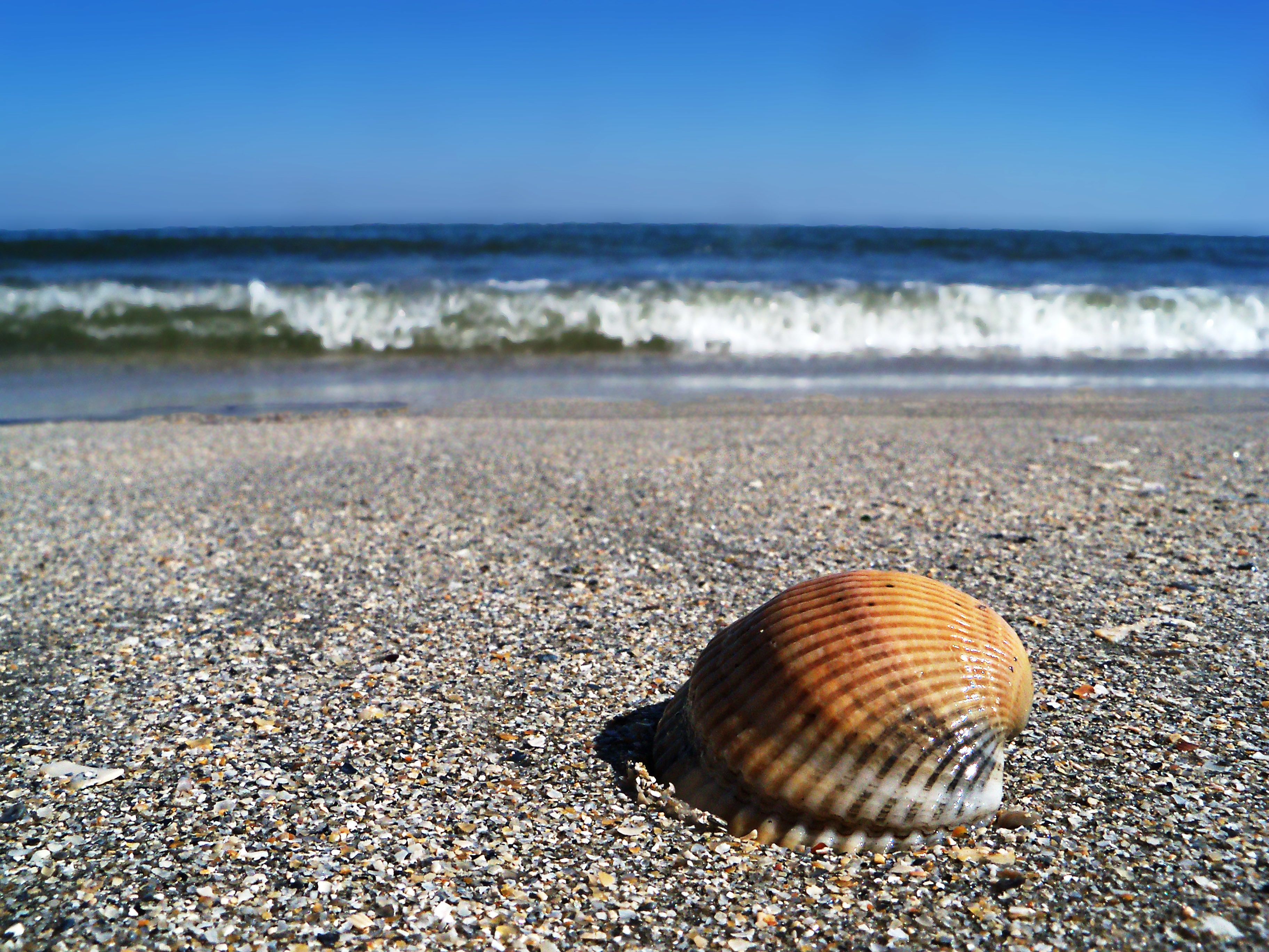 A shell on a pebbly beach with waves in the background.
