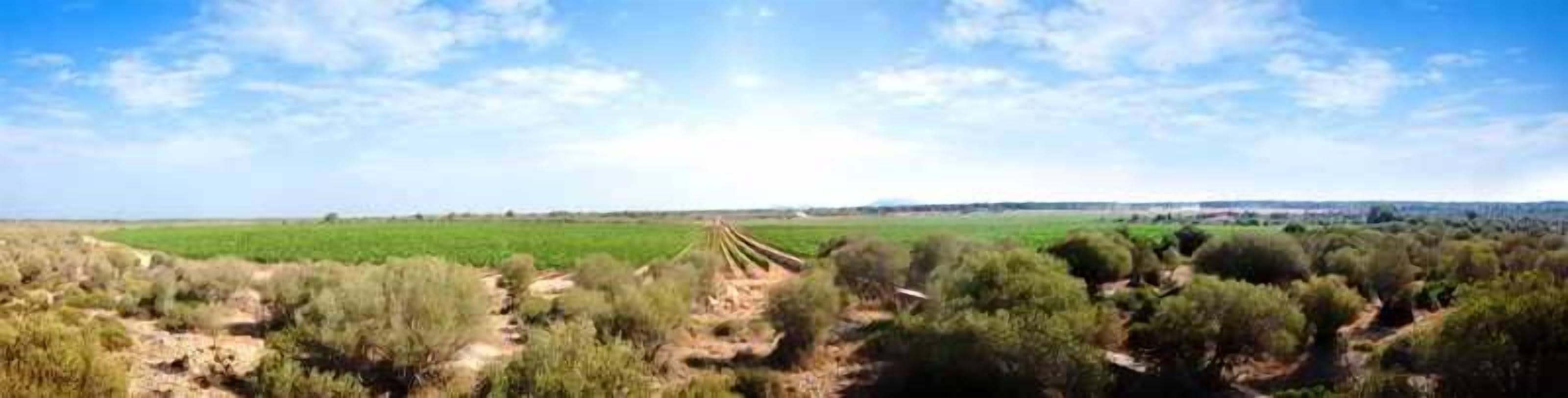A rural landscape with a dirt path, green fields, and scattered trees.