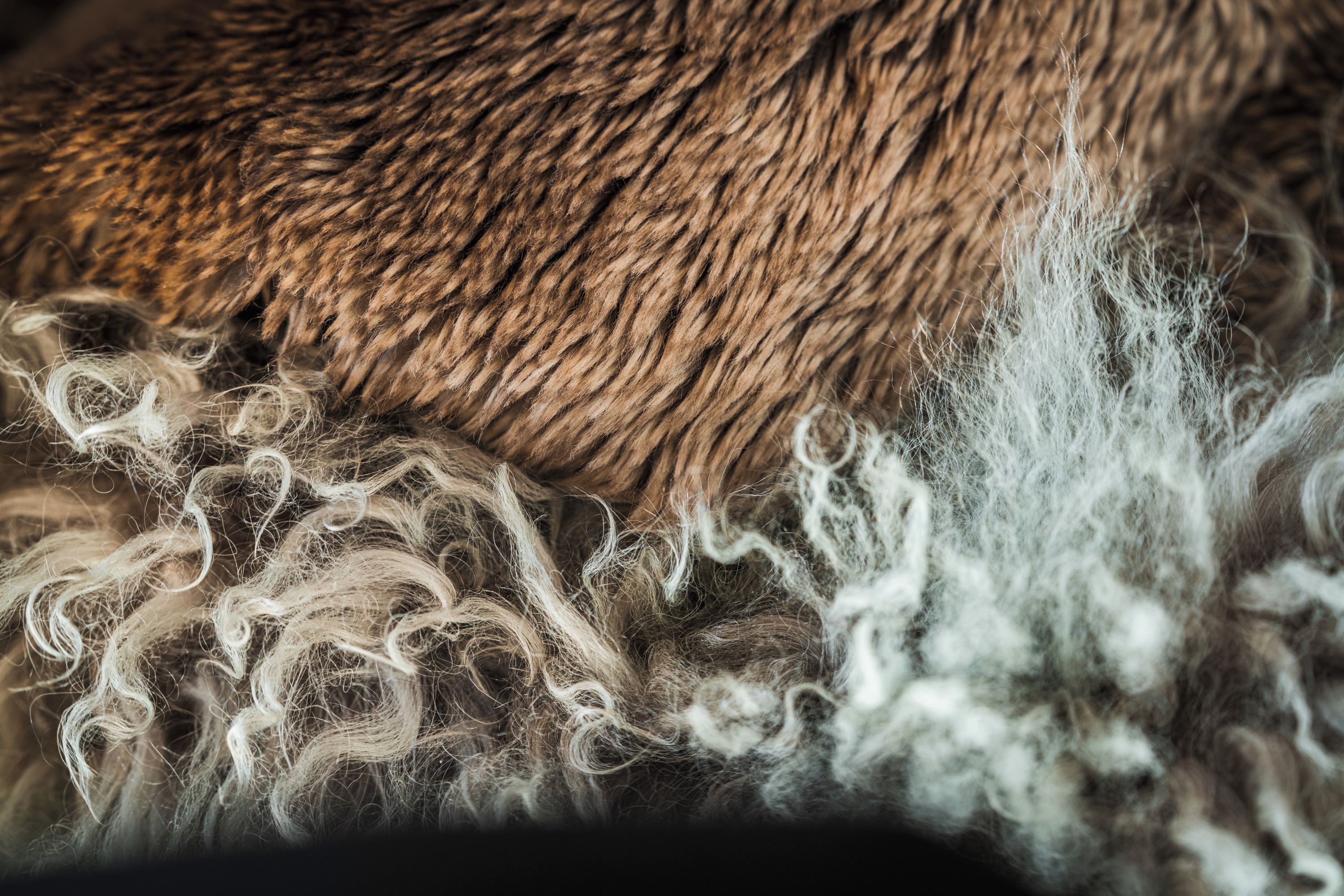 A close-up of a textured surface with a mix of curly and straight fibers.