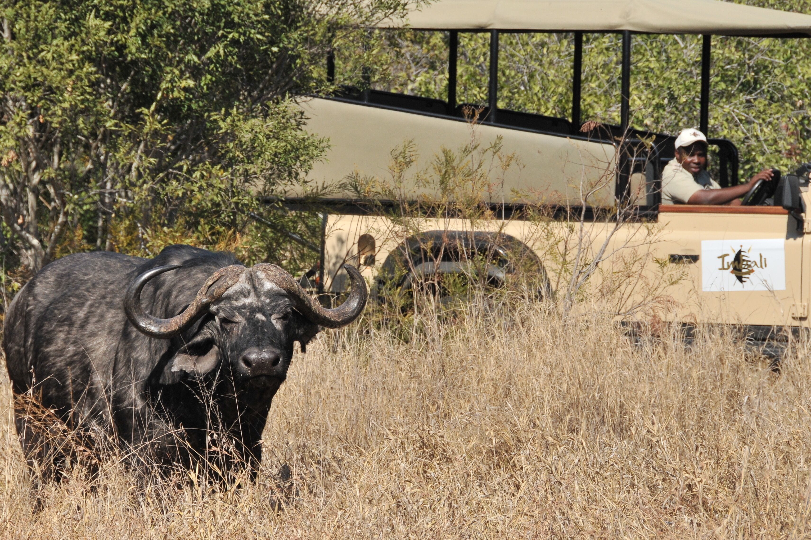A safari vehicle with a driver and a guide, surrounded by dry grass and trees.