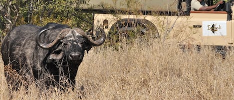 A safari vehicle with a driver and a guide, surrounded by dry grass and trees.