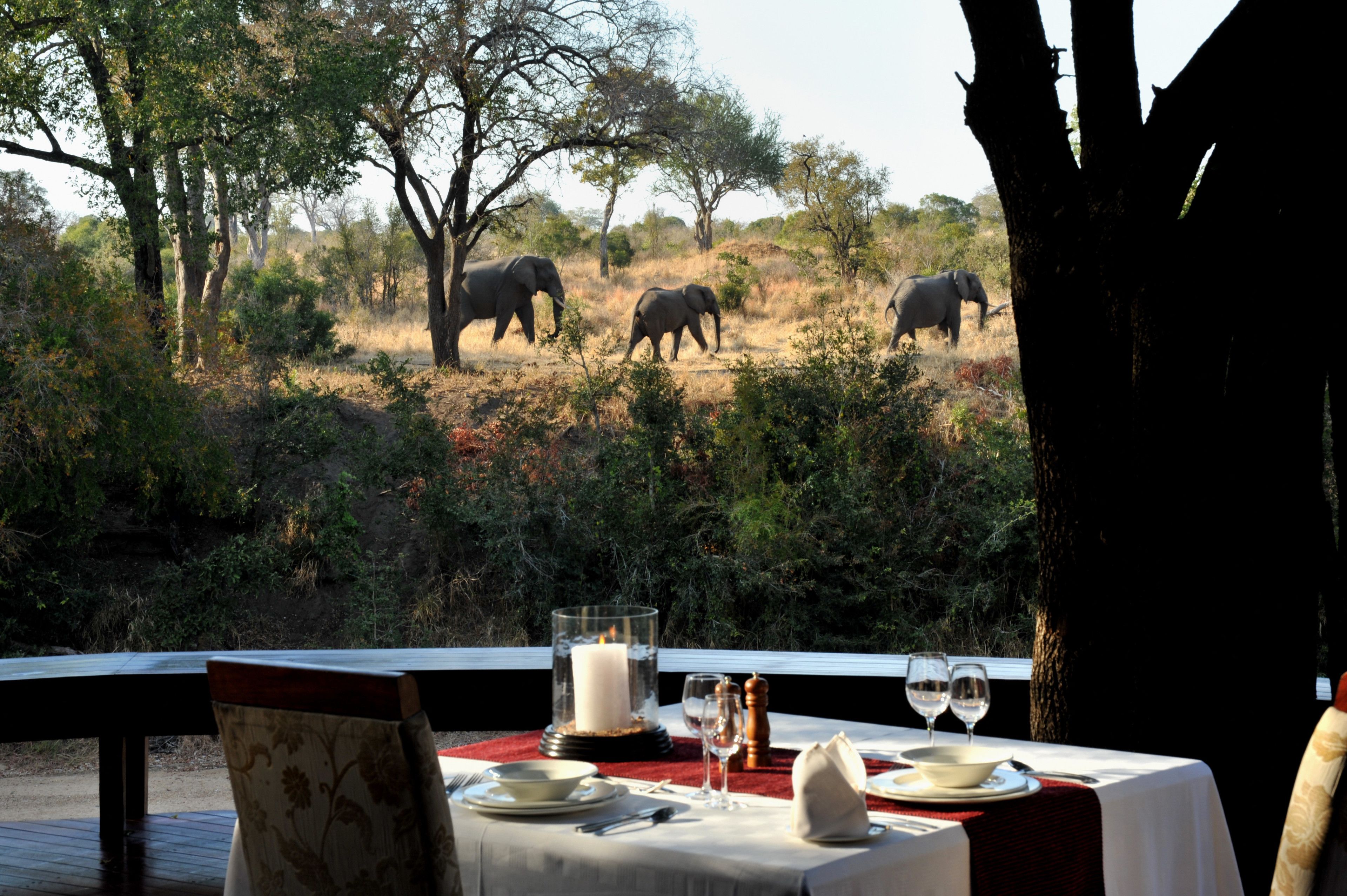 A dining table set with plates, cutlery, and glasses, overlooking a natural landscape with elephants.