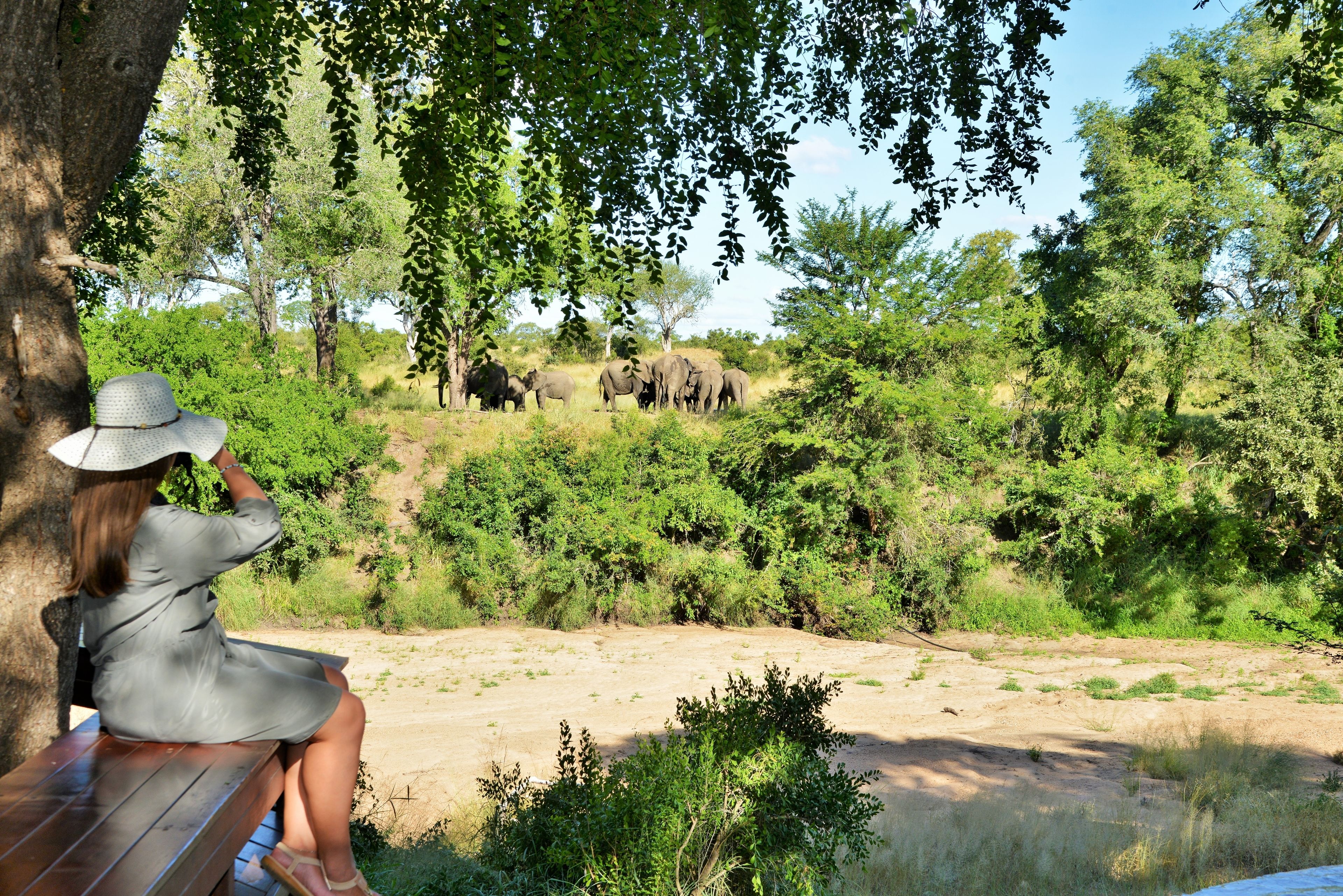 A woman sitting on a wooden bench under a tree, overlooking a group of elephants in a natural setting.