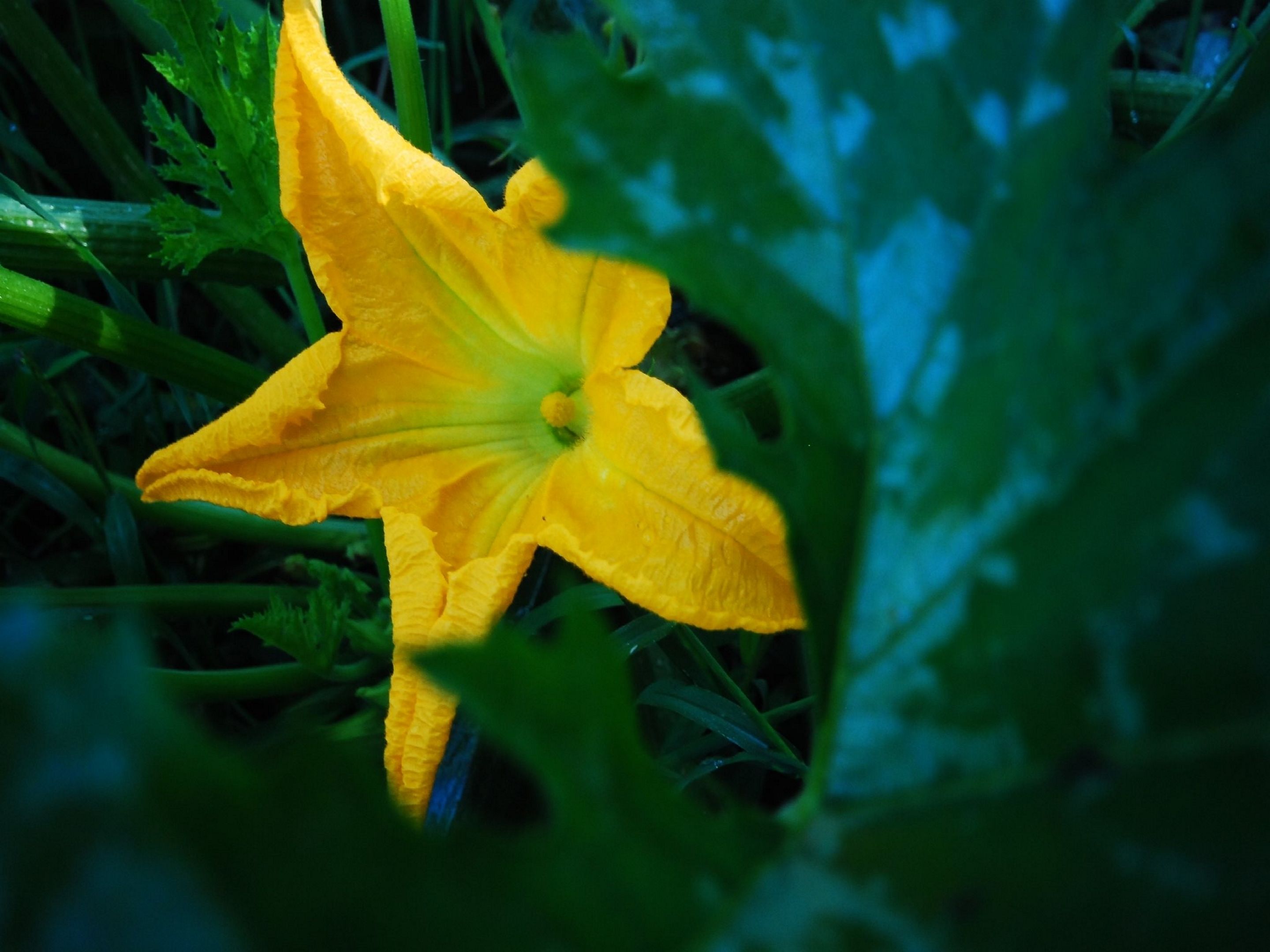 A close-up of a yellow flower with green leaves in the background.