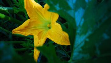 A close-up of a yellow flower with green leaves in the background.