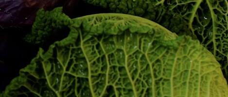 A close-up of leafy greens with visible water droplets, likely indicating freshness.