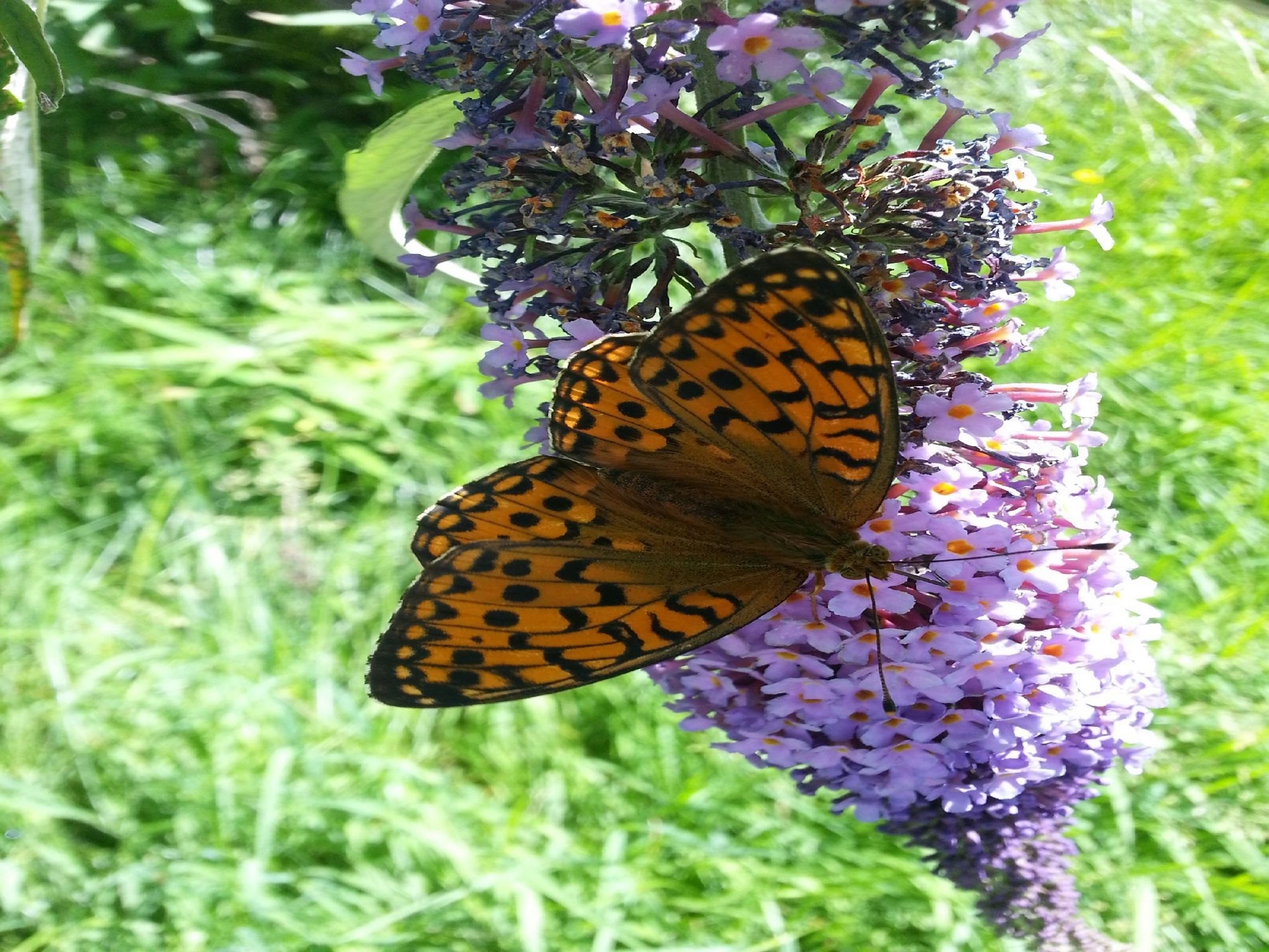 A butterfly on purple flowers.