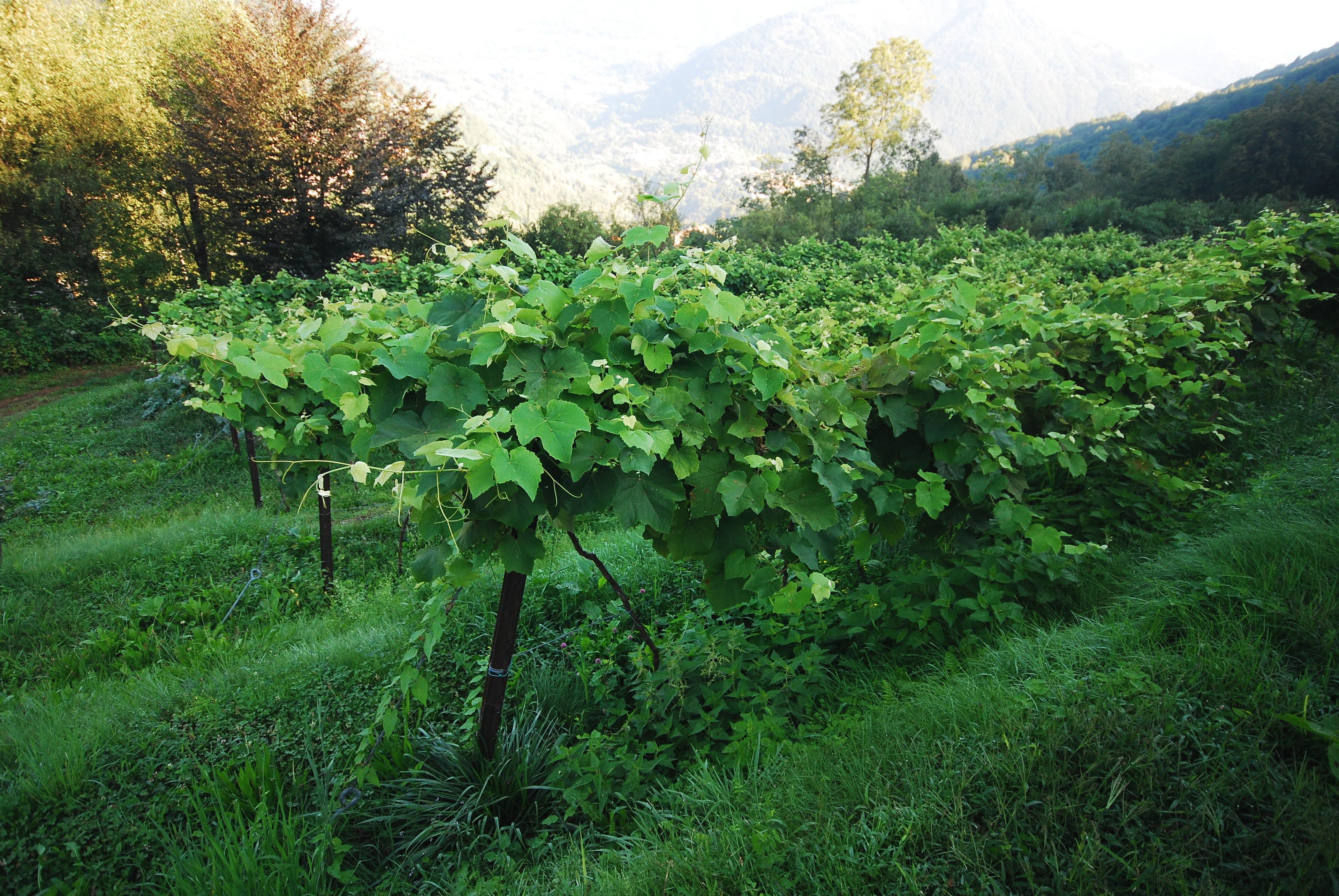 Foto - Agriturismo Al Marnich