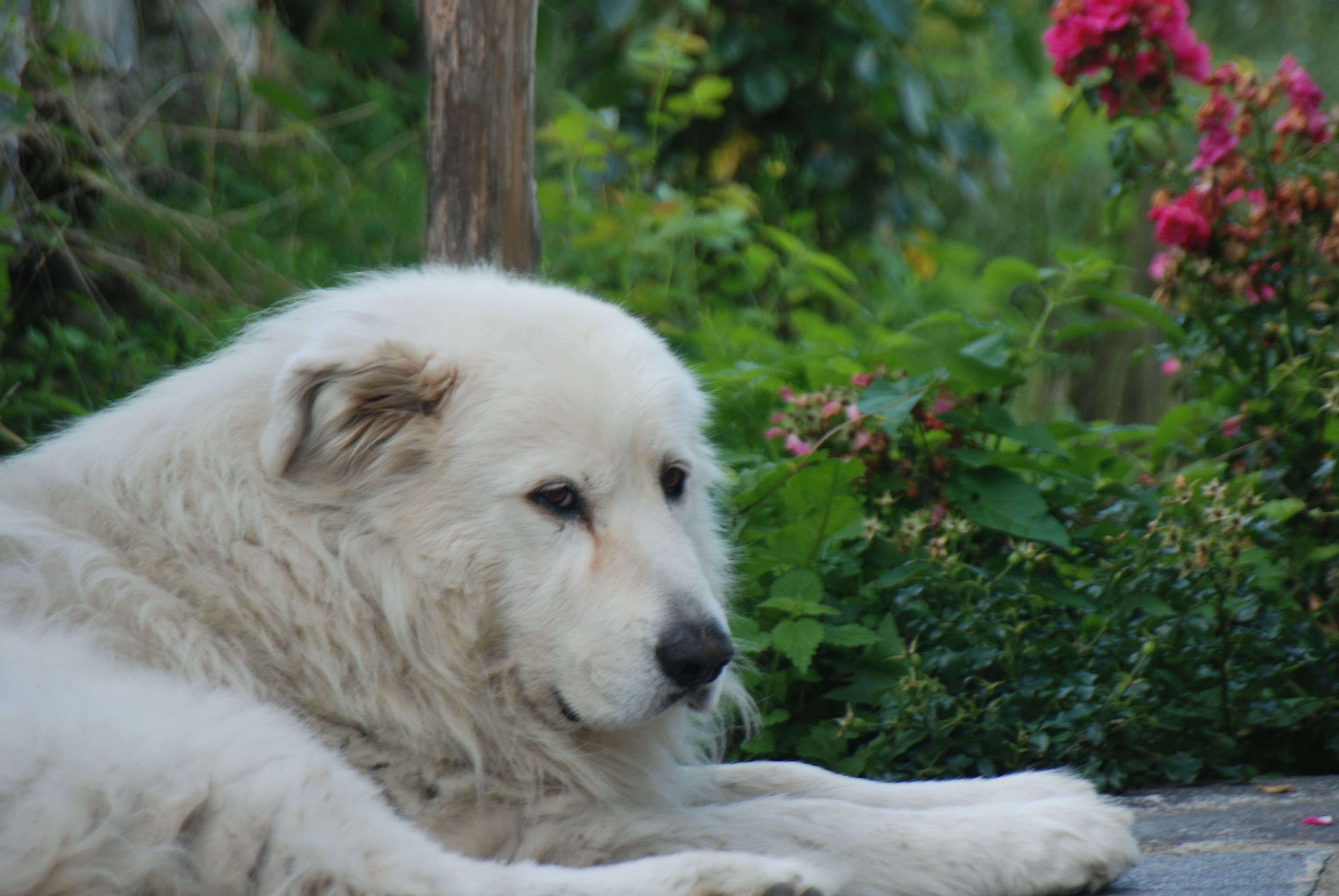 Foto - Agriturismo Al Marnich