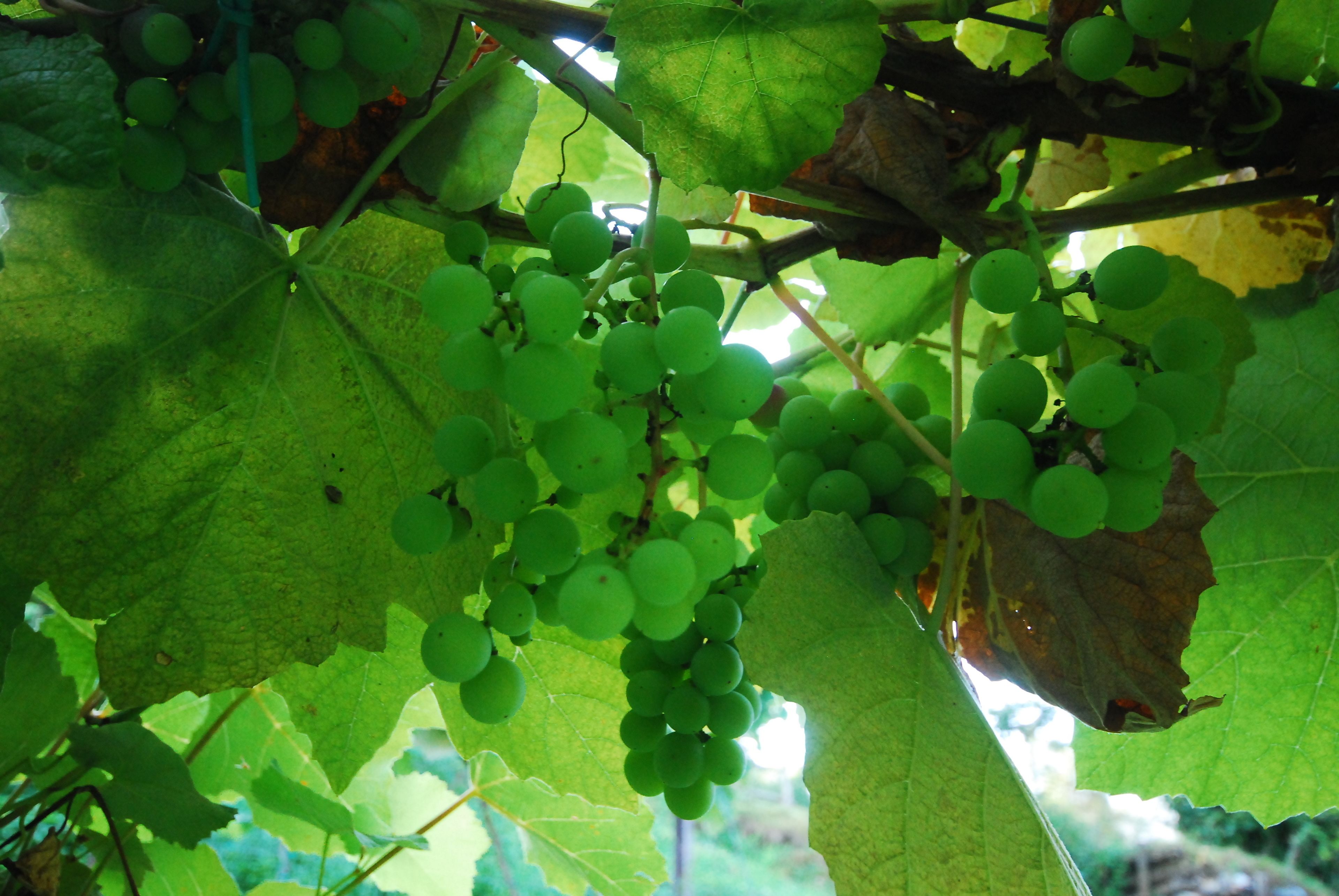 Foto - Agriturismo Al Marnich