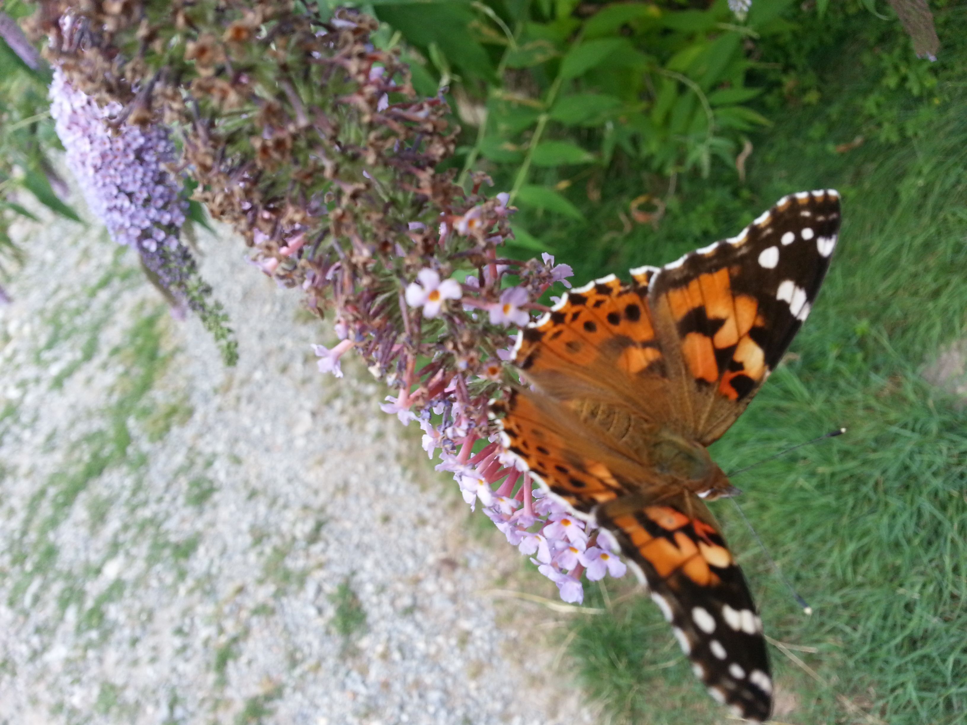 A butterfly on flowers.