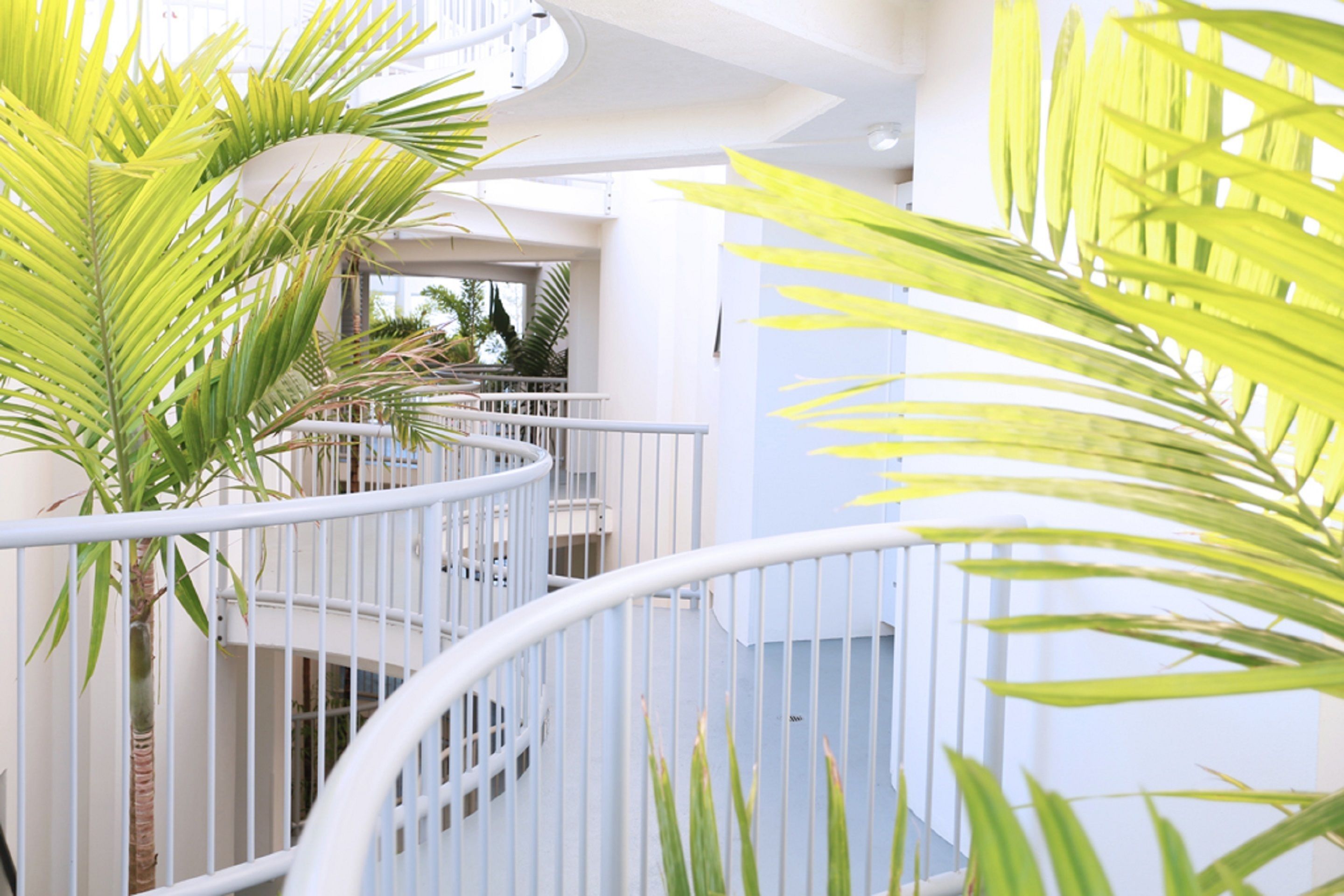 A modern indoor space with white railings, a palm tree, and a view of the outside.
