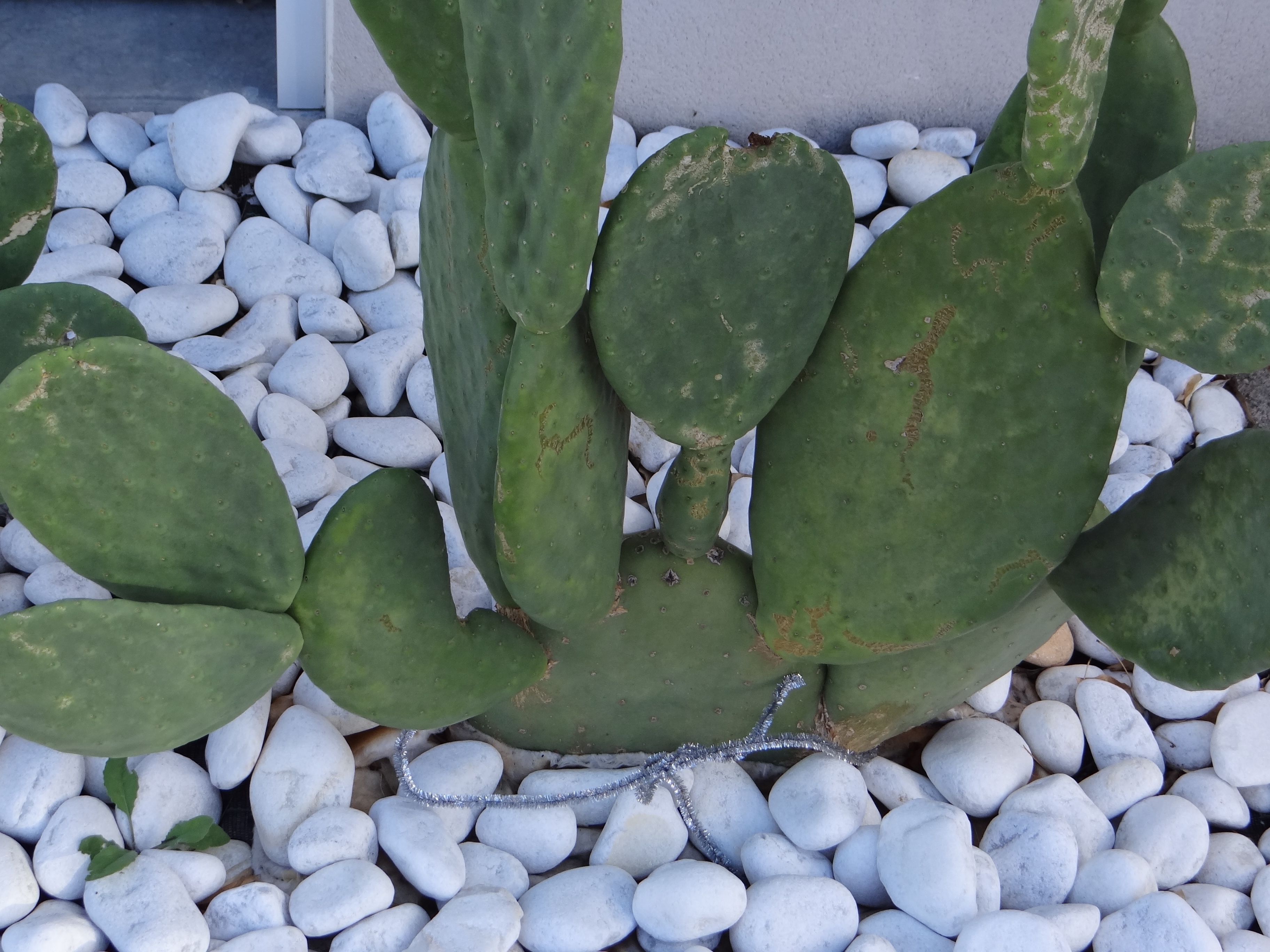 Un cactus composé de plusieurs tiges vertes, entouré de petits cailloux blancs.