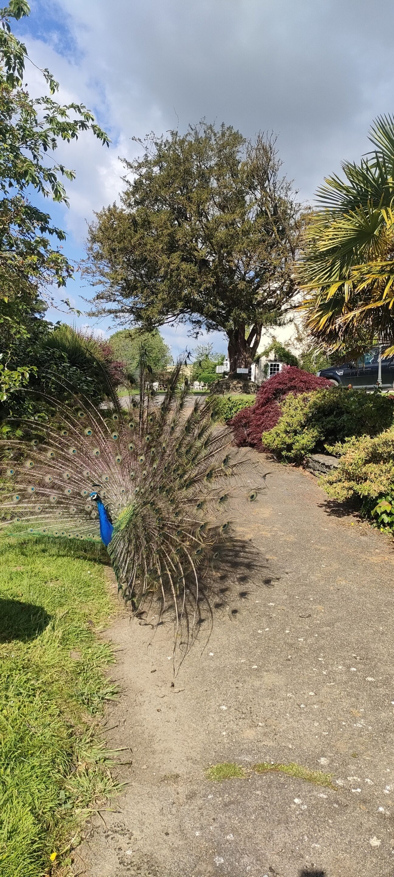 A peacock with a blue head and tail feathers standing on a paved path in a garden with various plants and trees.