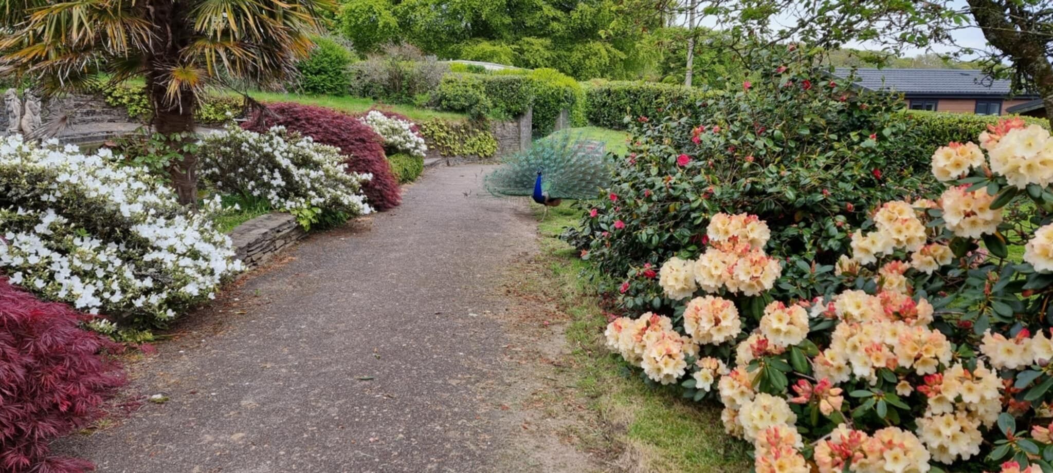 Ein Gartenpfad mit verschiedenen blühenden Pflanzen und Sträuchern.