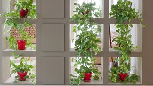 Una pared con varias ventanas, cada una con una maceta.