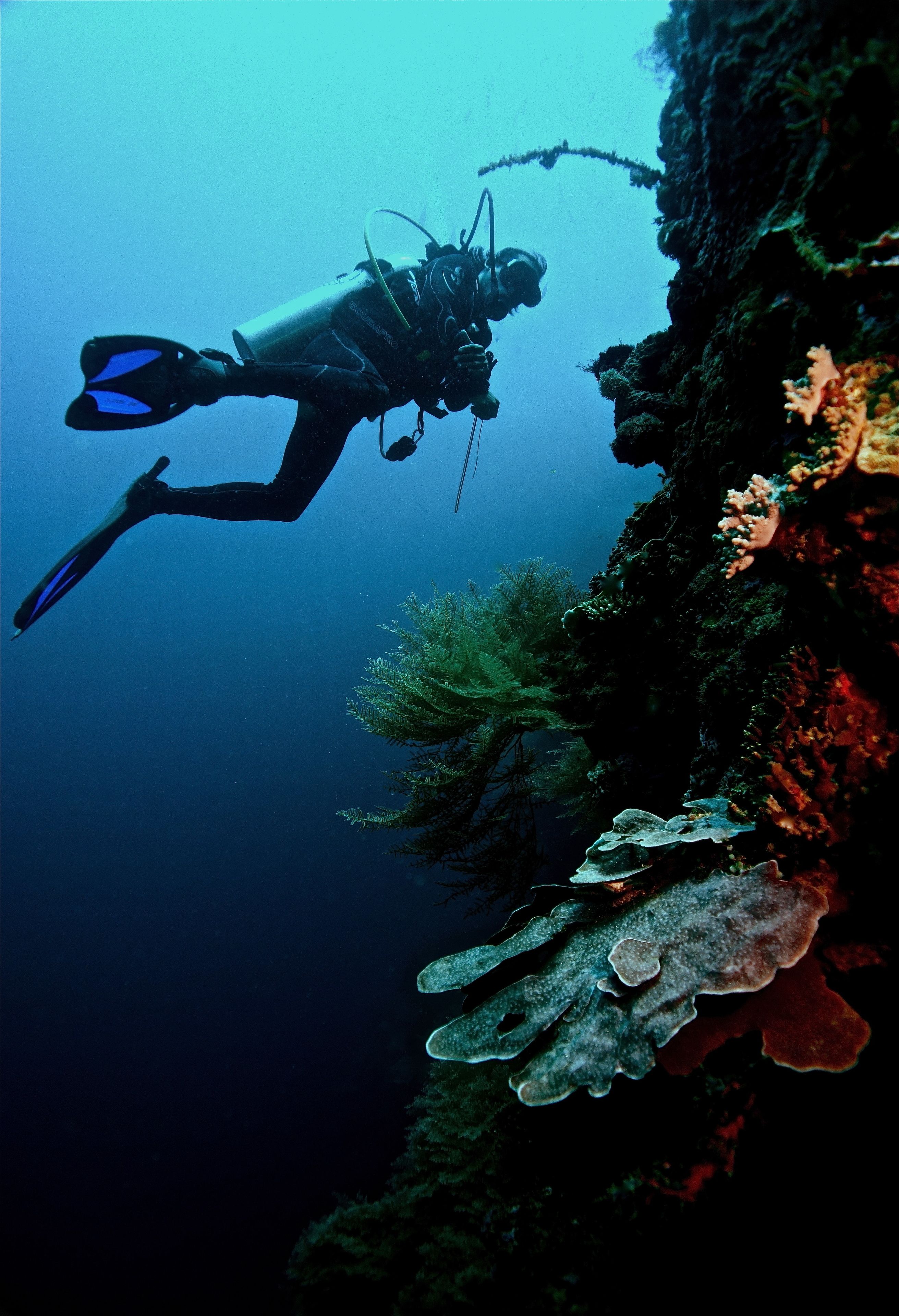 A diver exploring a coral reef with visible marine life and underwater vegetation.