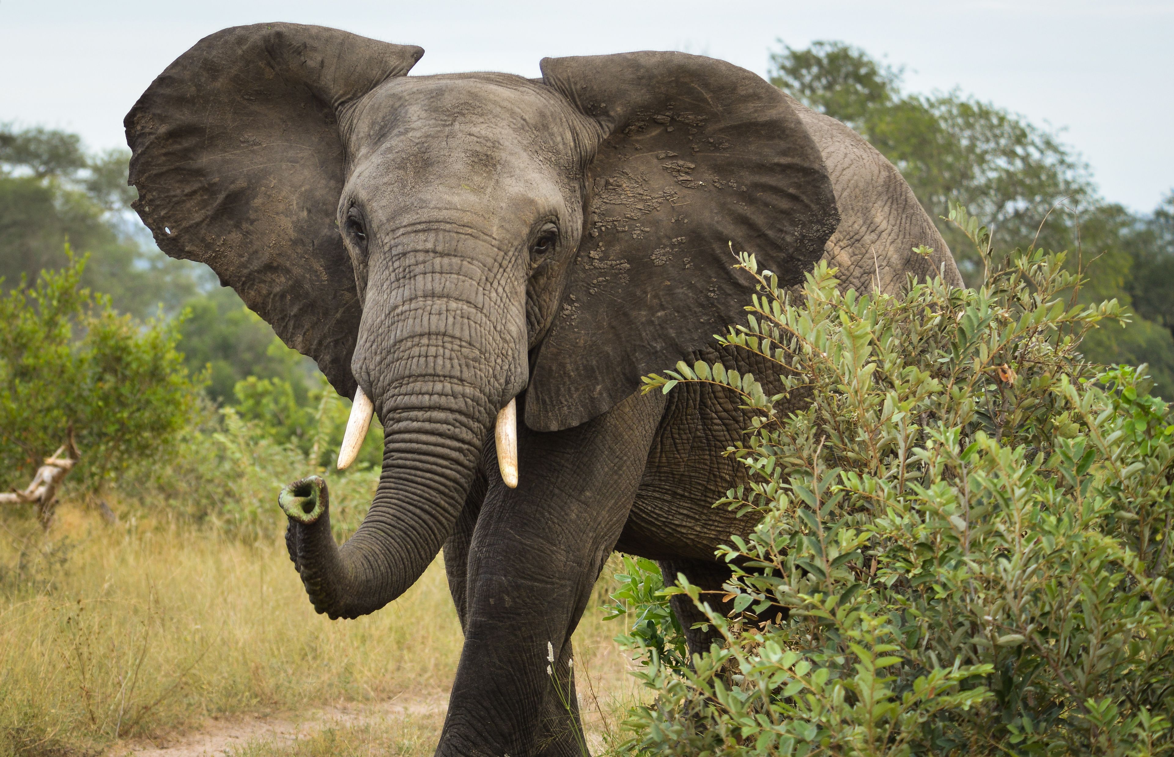 Un éléphant dans son environnement naturel, au milieu d’une végétation luxuriante.