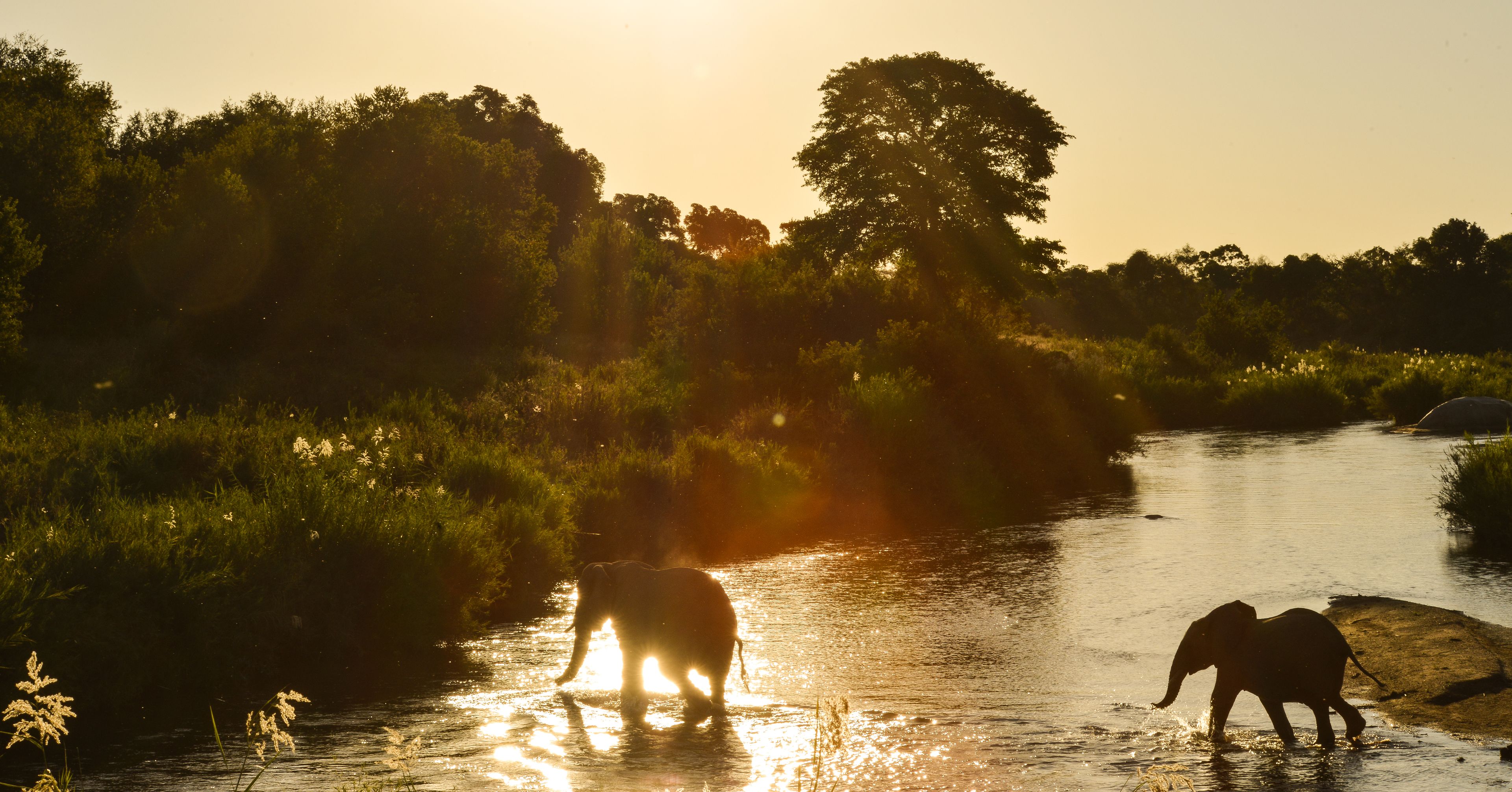 Dos elefantes en un río, con árboles al fondo.