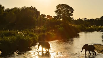 Dos elefantes en un río, con árboles al fondo.