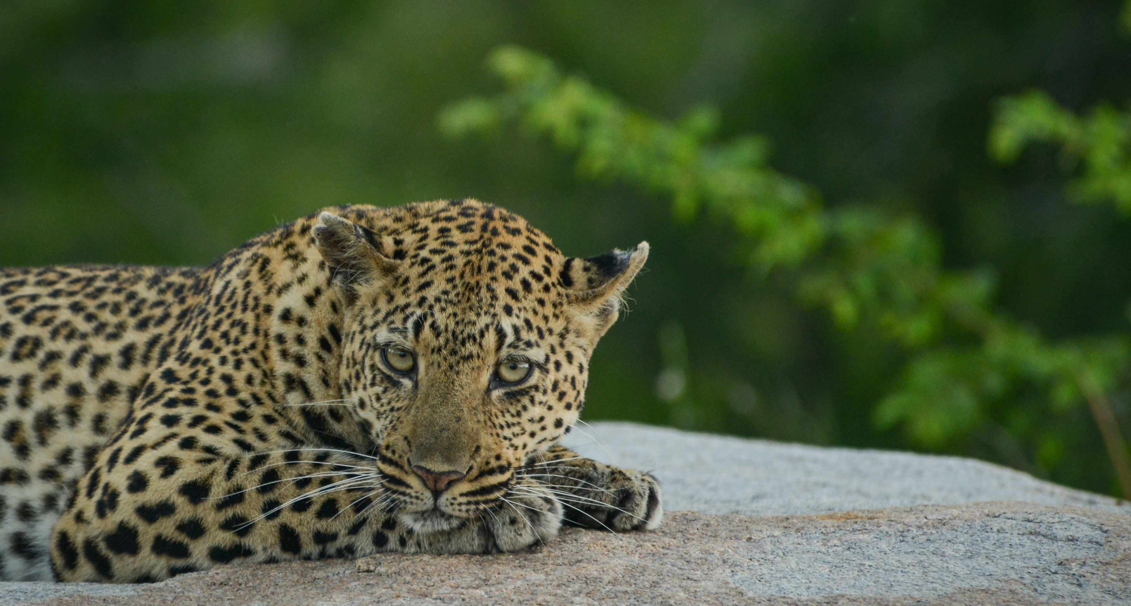 Un leopardo descansando sobre una roca con un fondo verde desenfocado.