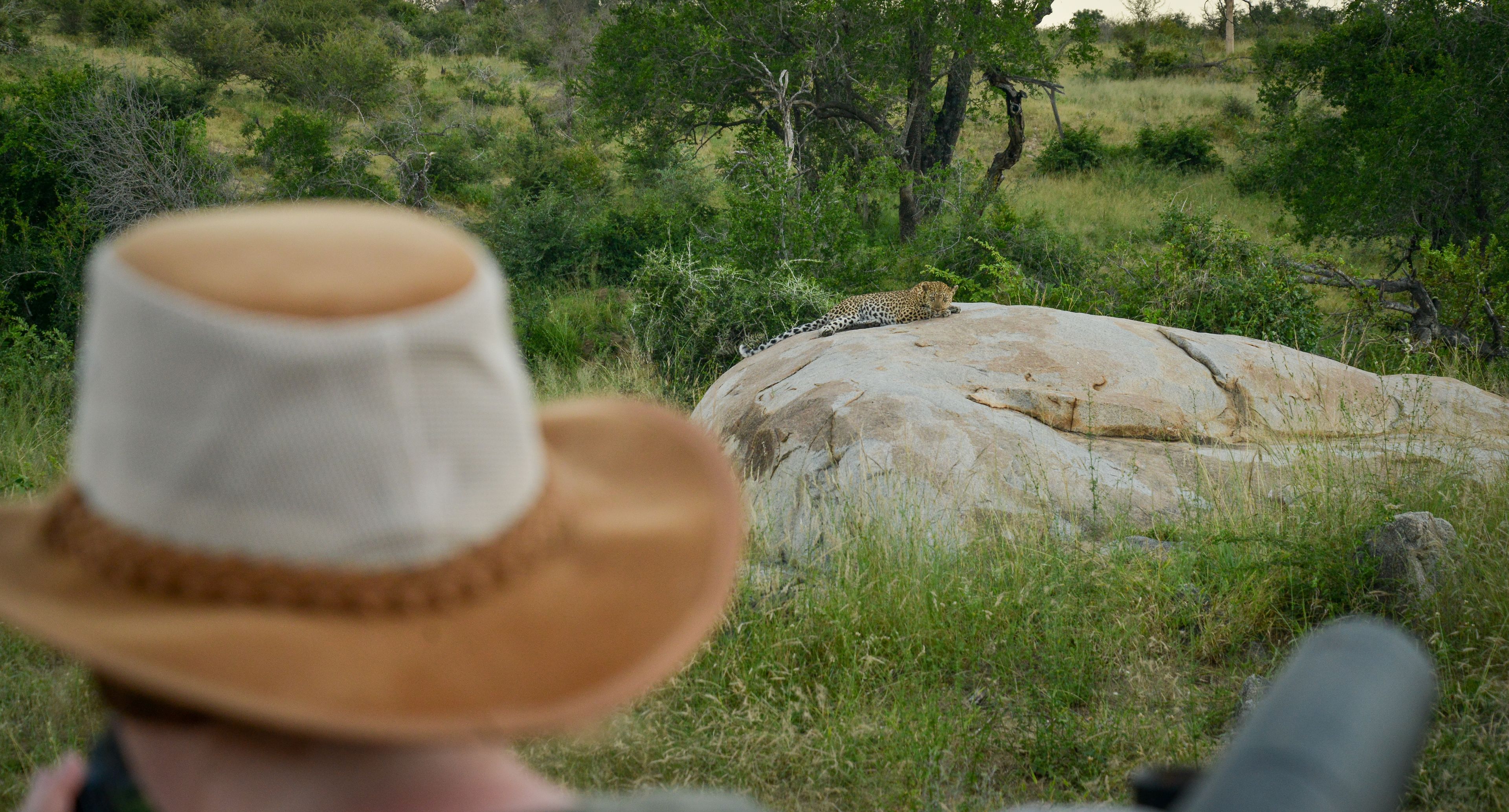 A leopard resting on a rock in a natural setting with greenery and trees in the background.