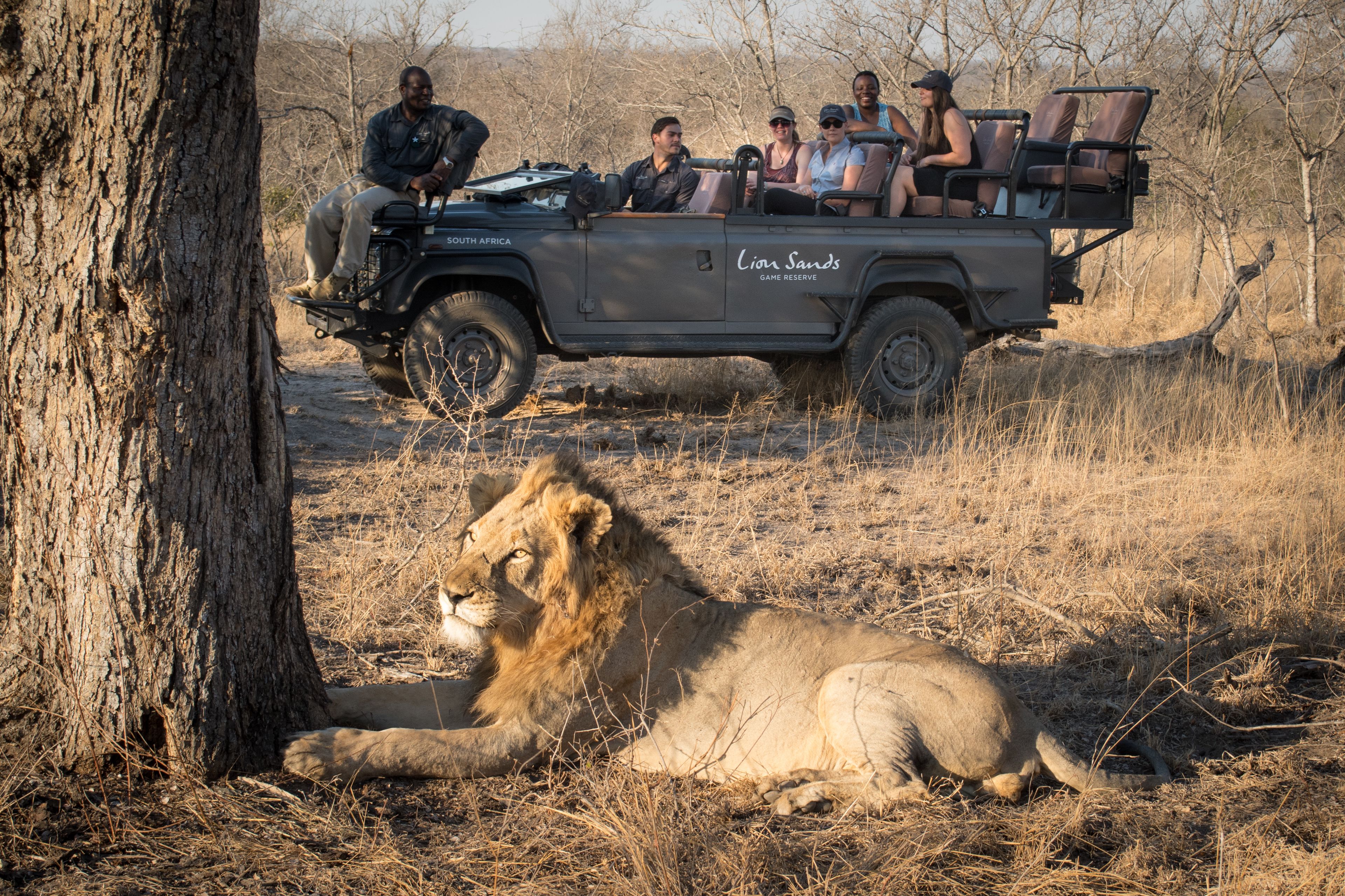 Un vehículo safari con pasajeros observando a un león descansando cerca de un árbol.