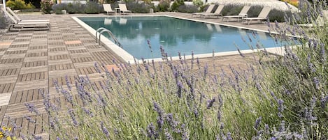 Una piscina al aire libre, sombrillas, sillones reclinables de piscina