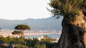 Un arbre à l’écorce épaisse et au feuillage dense, un mur de pierre au premier plan, et une vue lointaine sur la ville, avec des montagnes en arrière-plan.