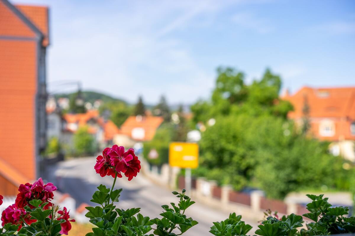 Eine Straße mit roten Blumen im Vordergrund und einem gelben Schild im Hintergrund.