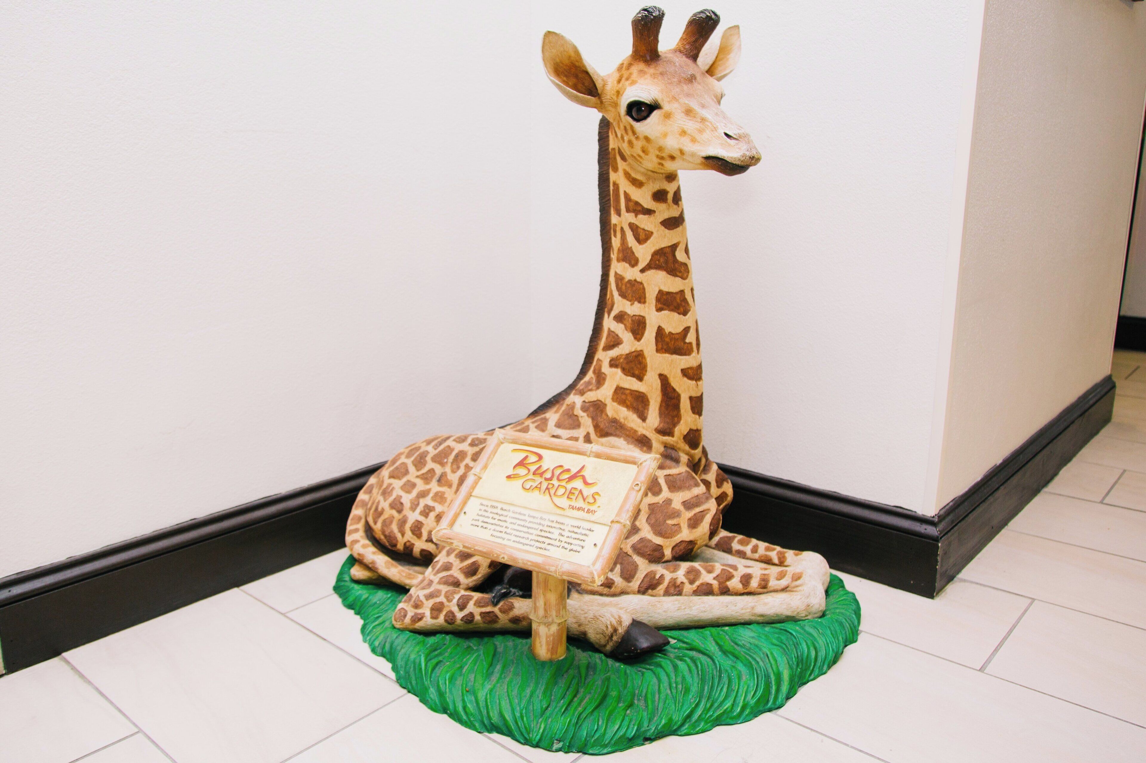 A giraffe statue with a sign reading 'Busch Gardens Tampa Bay' in a corner of a room.