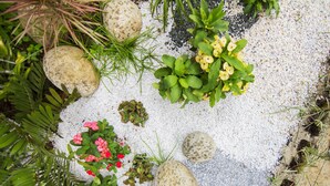 A garden with various plants and rocks. - Jovita House BnB (Cali)