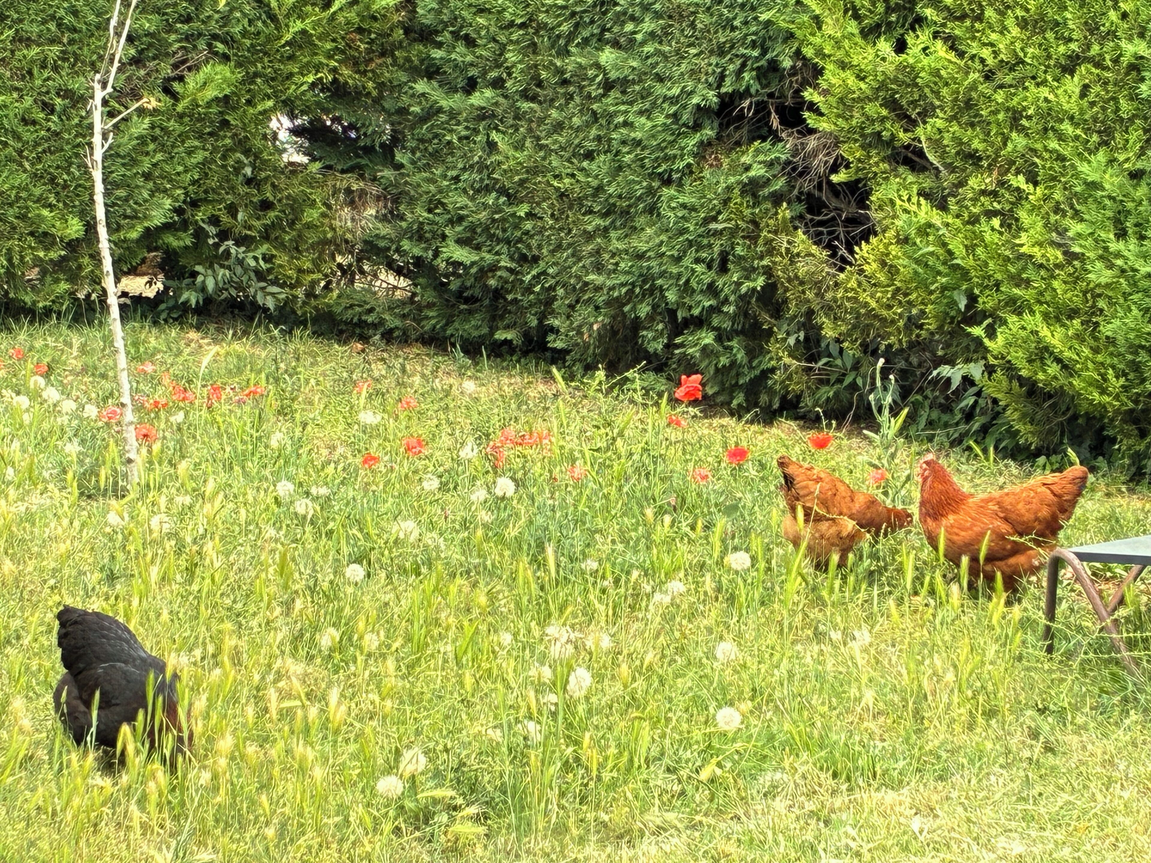 A grassy field with chickens and a tree.