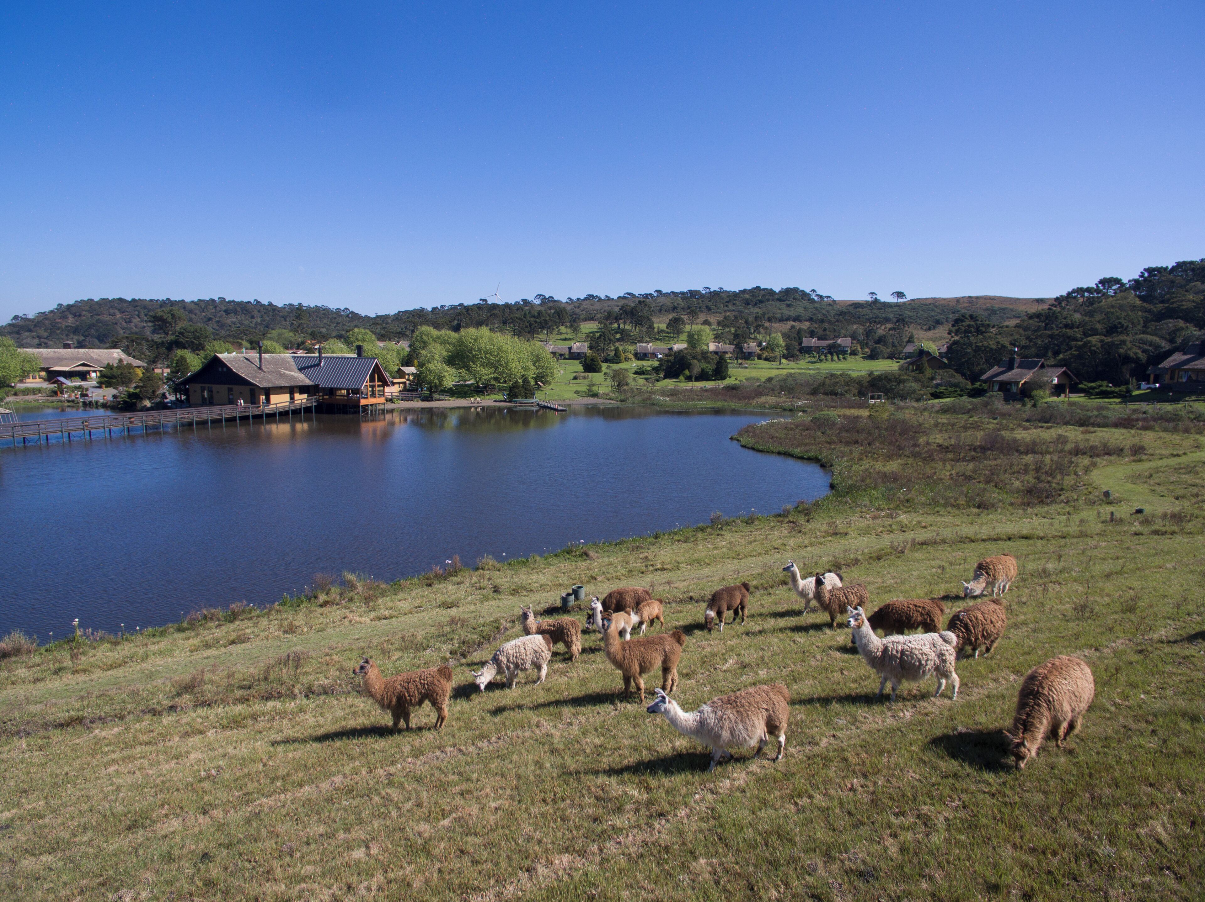 Un lago con un muelle, rodeado de casas y un campo de hierba con animales pastando.