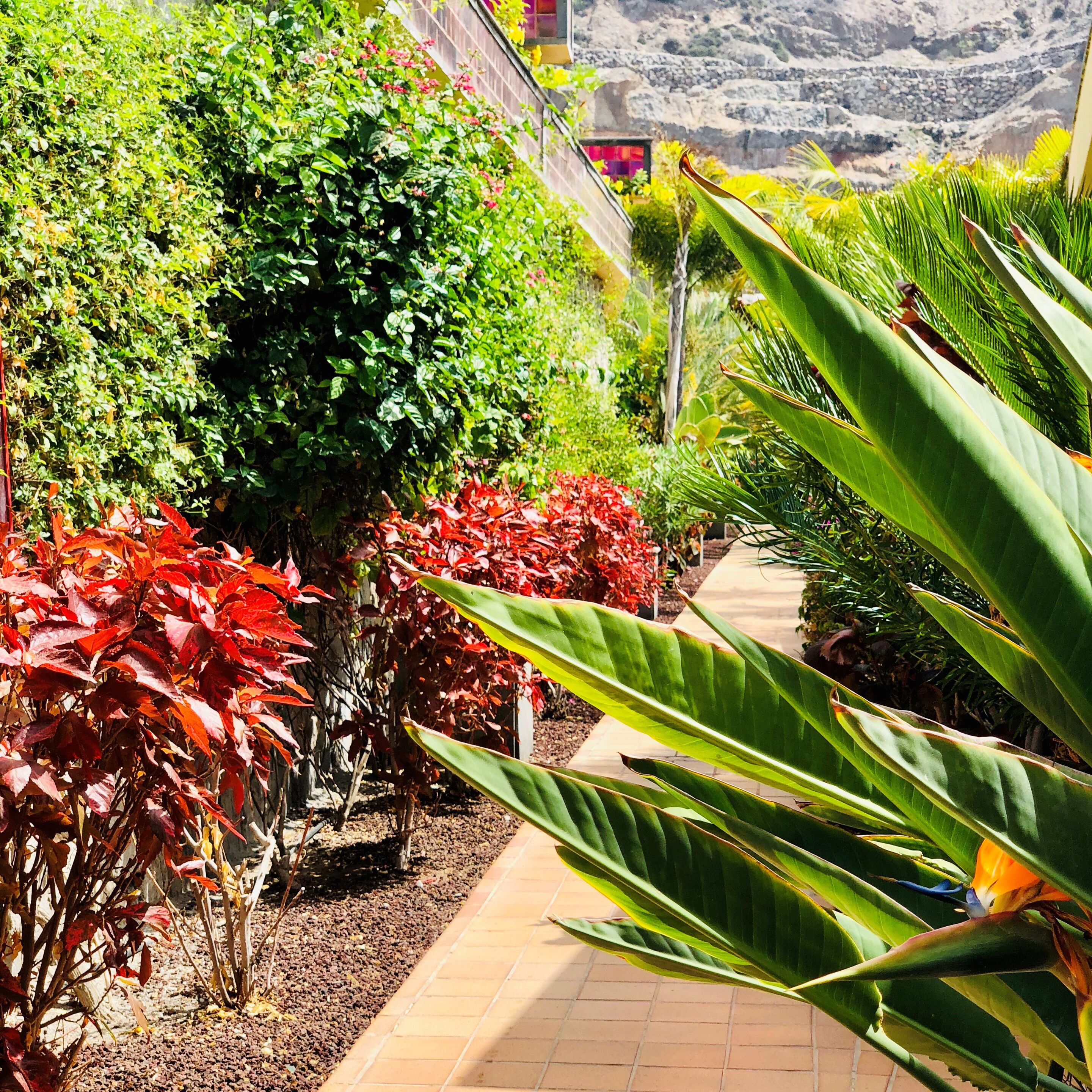 Photo - Holiday Club Playa Amadores