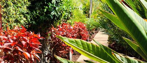 A garden pathway with various plants and a view of a rocky hillside in the background.