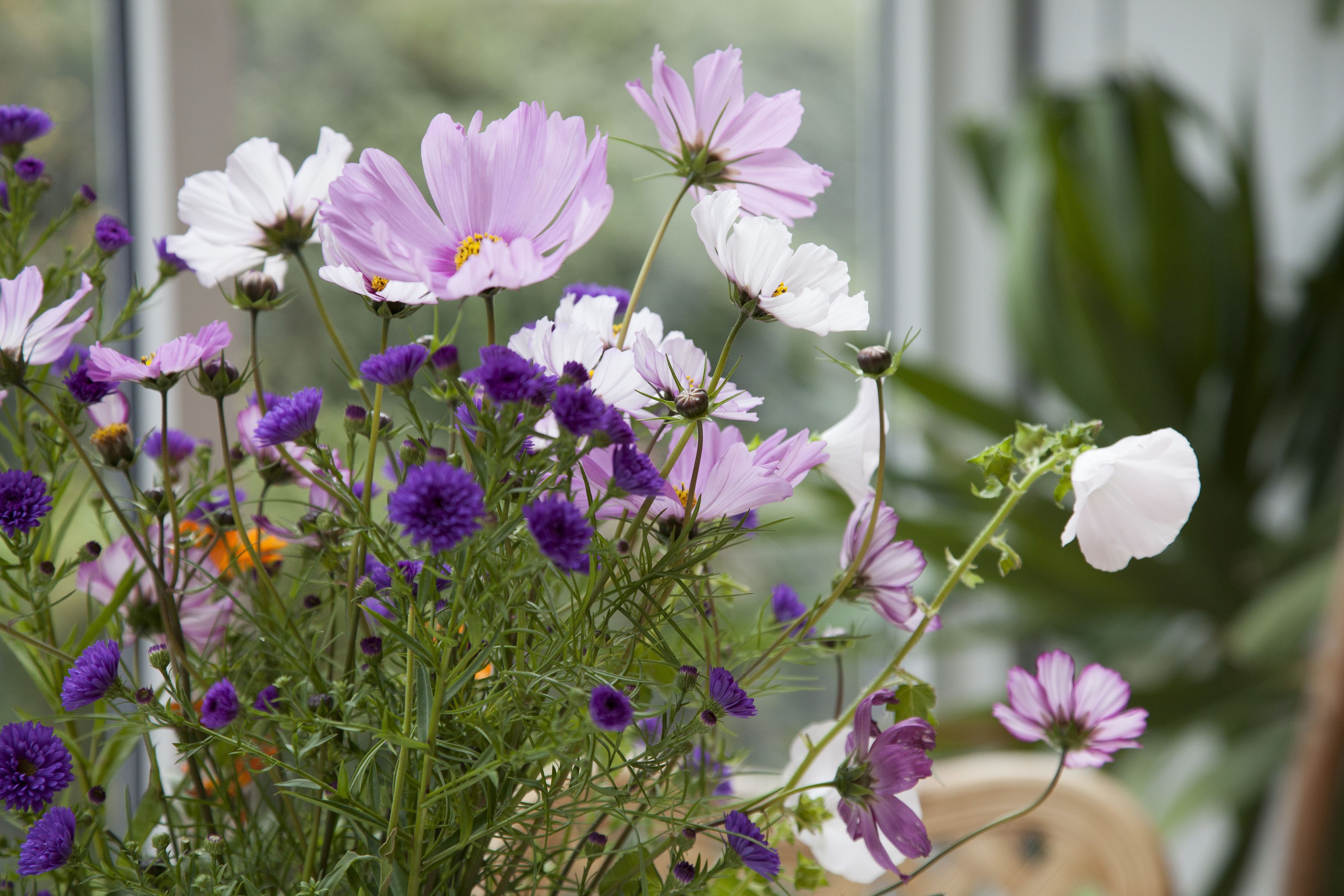 Ein Blumenstrauß mit weißen und violetten Blüten, möglicherweise in einer Vase oder auf einem Tisch.