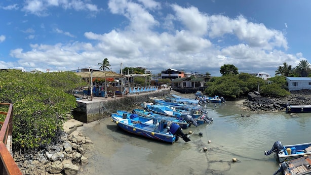 Uma área costeira com uma passarela de madeira, barcos atracados na margem e vista ampla do mar.