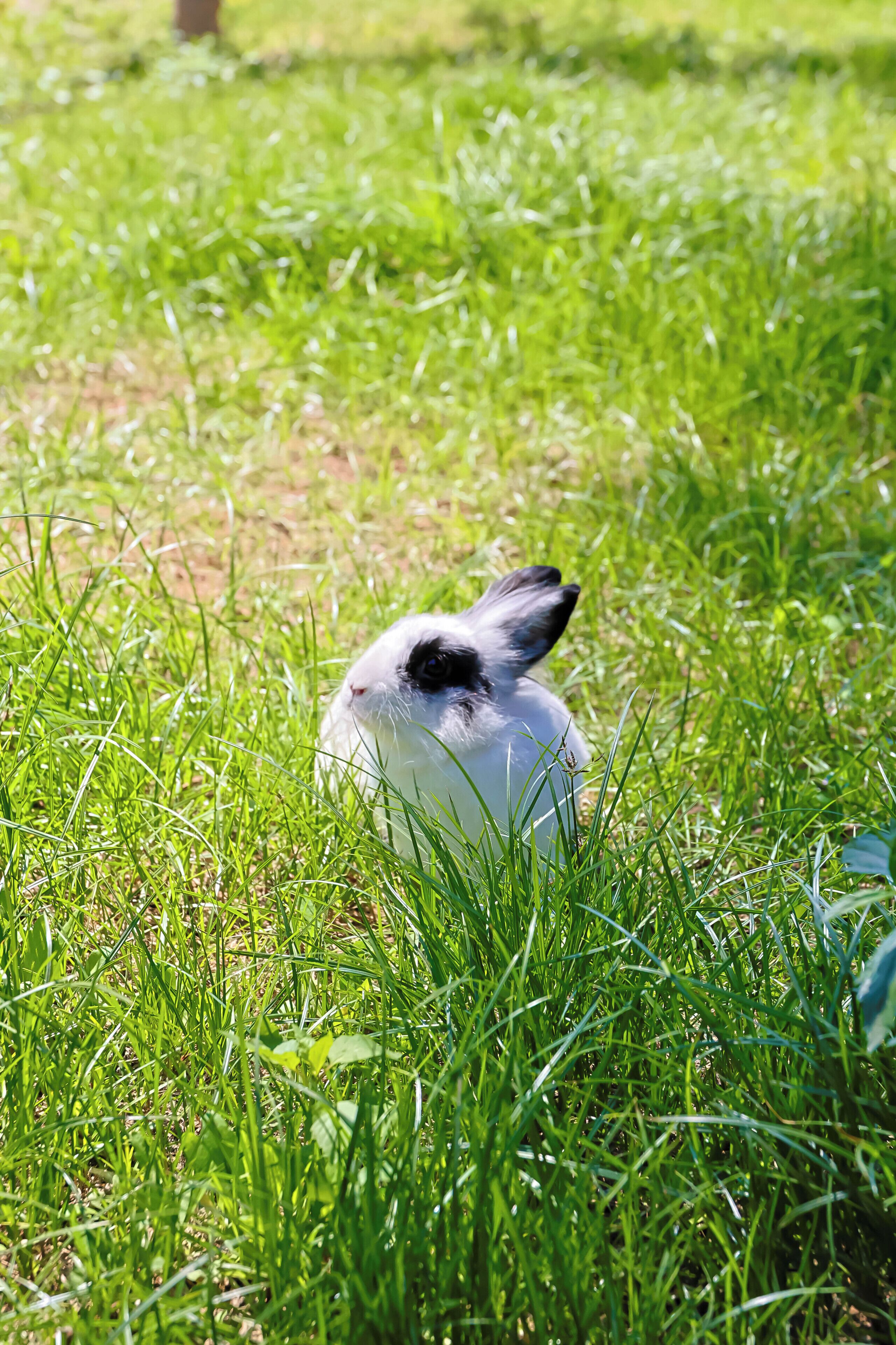 Un conejo en un área con césped.