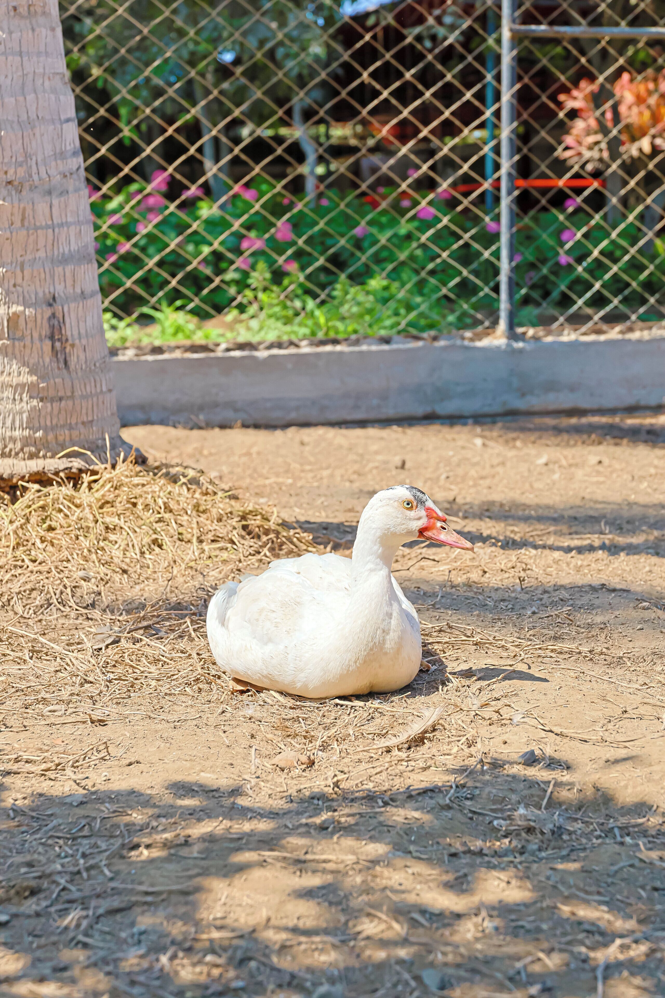 A white duck resting on the ground near a fence.