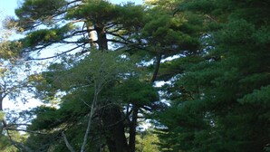 Un área boscosa con un sendero de tierra.