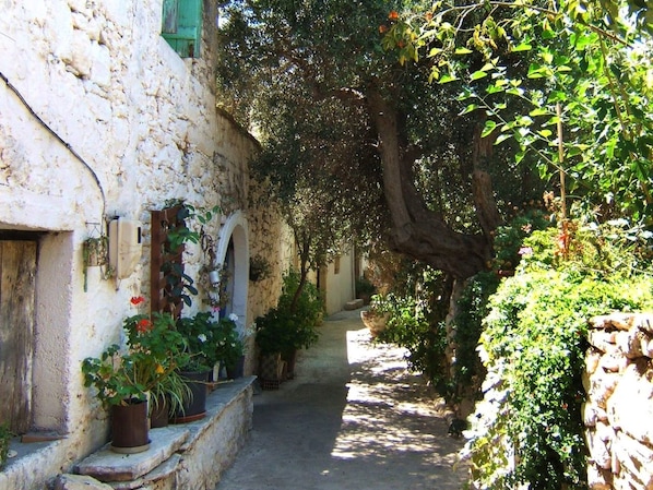 A narrow alleyway with stone walls, potted plants, and a tree providing shade.