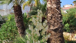 Un palmier, un éventail de palmiers et une touffe de fleurs blanches dans un jardin.
