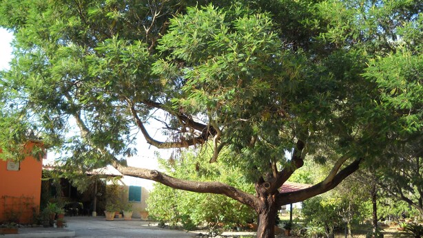 A tree with a thick trunk and dense foliage in a courtyard with potted plants and a building in the background.