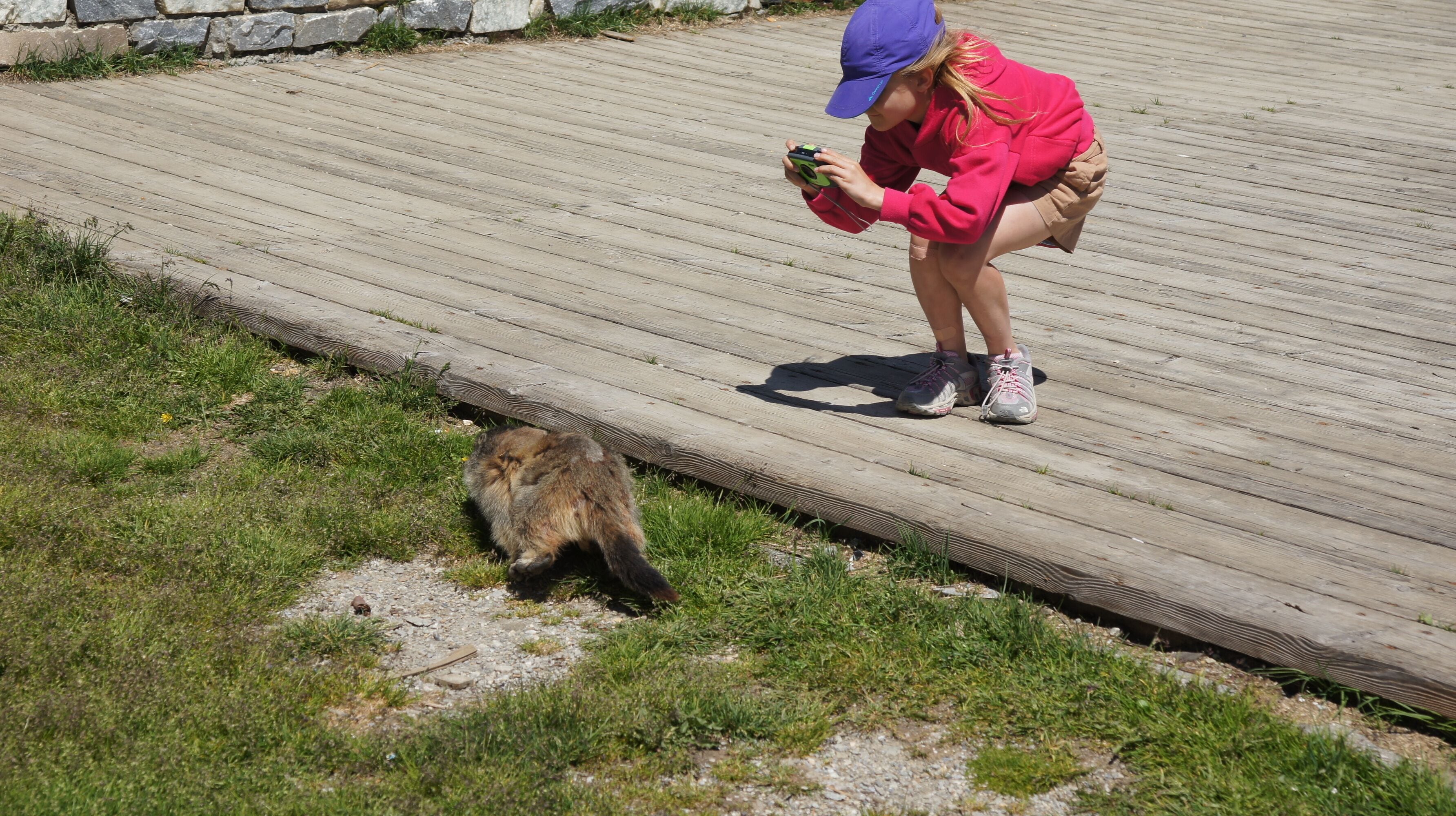 Une promenade en bois où l’on voit une personne vêtue d’une veste rouge et d’une casquette bleue en train d’interagir avec un ours.